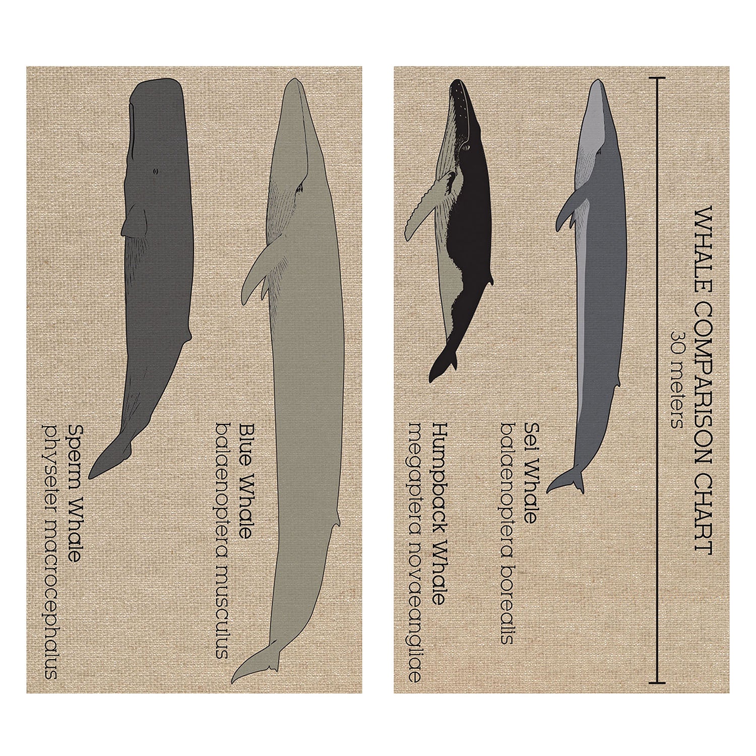 Mermaids & Pirates of the Sea Complete Kit