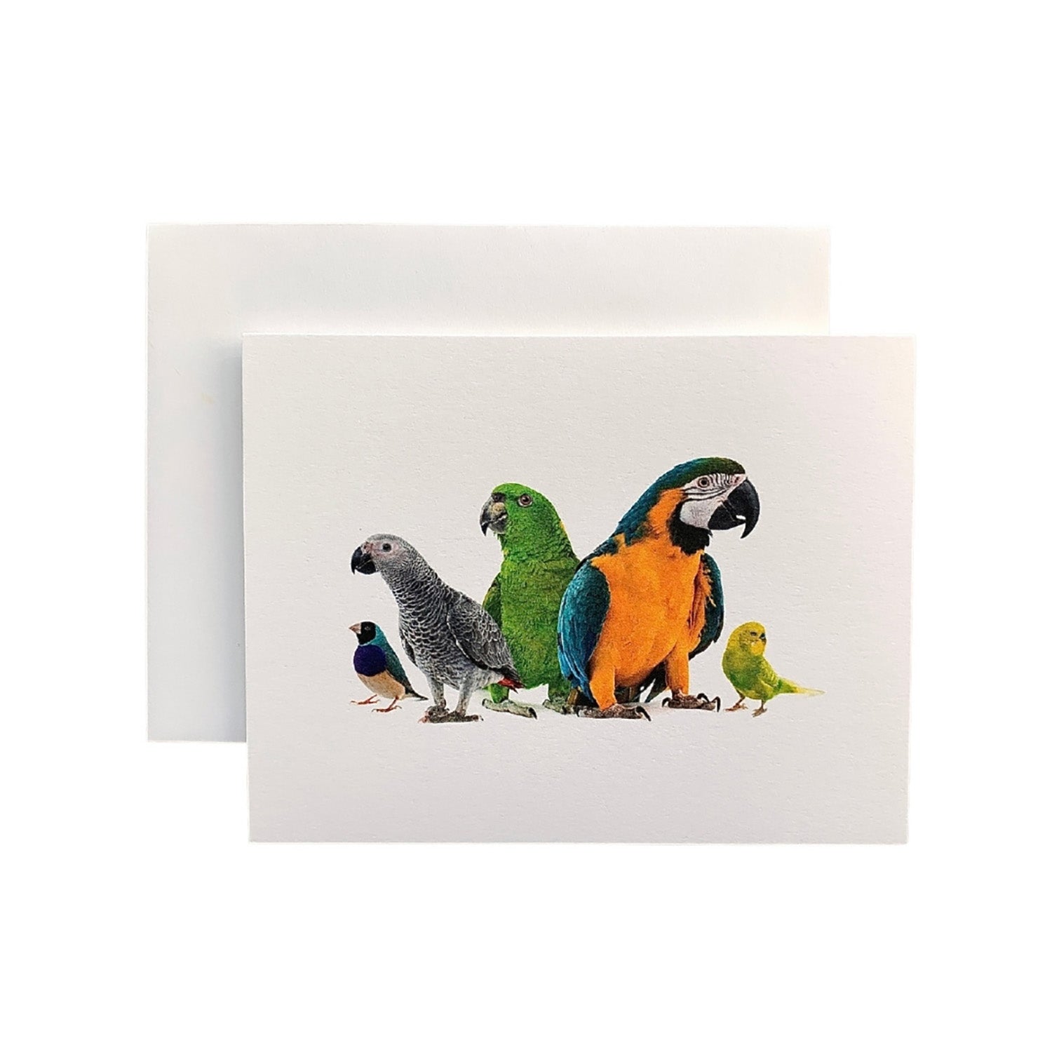 Mermaids & Pirates of the Sea Complete Kit parrot card